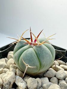 Echinocactus horizonthalonius FN付 輸入種子 実生選別株 エキノカクタス ホリゾタロニアス 翠平丸 大平丸 雷帝 花王丸 送料込 白肌