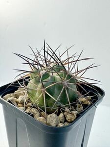 Copiapoa echinoides コピアポア エキノイデス 輸入カキコ発根株 抜き苗は送料込 南米原産 希少サボテン