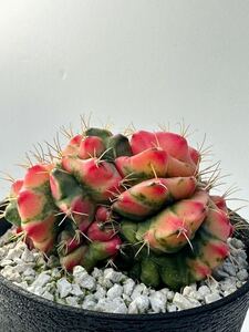 ギムノカリキウム ミハノビッチ 緋牡丹斑入り 綴化 モンストローサ Gymnocalycium mihanovichii 抜き苗は送料込 希少 サボテン