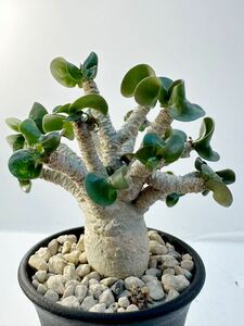 アデニウム アラビカム 獅子葉 D.H.A（Dorset Horn Adenium）希少 塊根植物 輸入 実生株 美種カール葉 コーデックス 選抜株