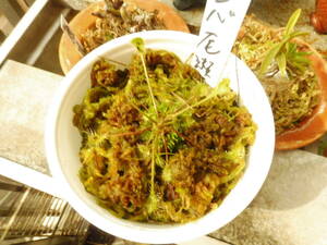  meal insect plant sajibamousengoke tail .( large Shimizu ) natural ..1 stock 