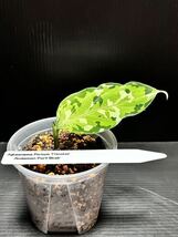 Aglaonema Pictum Tricolor Andaman Port Blair Selectアグラオネマ アンダマン ポートブレア スキンダプサス モンステラ アロカシア_画像5