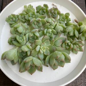 多肉植物　プロリフェラ　チビ苗　カット苗