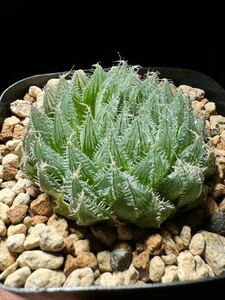 ハオルチア ボルシー交配錦 × （Black obtusa × Gordoniana IB12434 NE of Zuurbron）