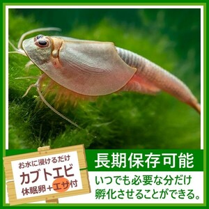 淡水 カブトエビの卵 [餌付き] アクアリウム トリオプス 休眠卵 耐久卵 乾燥卵 生餌 生き餌 生エサ 生きエサ 活餌 活き餌 即決