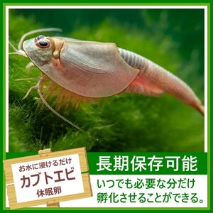 淡水 カブトエビの卵 アクアリウム ビオトープ トリオプス 休眠卵 耐久卵 乾燥卵 生餌 生き餌 生エサ 生きエサ 活餌 活き餌 即決