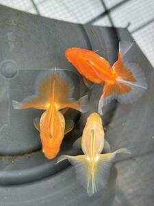  goldfish * earth ..2 -years old * *3 pcs * approximately 8.5cm