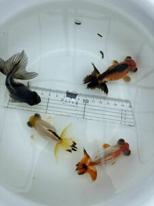 金魚 ★パンダ・レッサーパンダ蝶尾 明け2歳★ ☆4匹☆ 約8.5～10cm