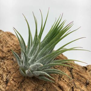 Tillandsia ionantha Totem Pole ex. TI チランジア イオナンタ トーテムポール ティランジア 同梱可能