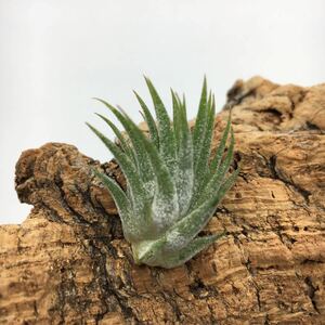 Tillandsia ionantha Dwarf Clone ティランジア イオナンタ ドワーフクローン チランジア T'S TROPICALS 同梱可能