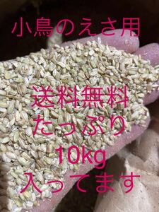 限定　^_^ 令和5年度産　コシヒカリ　くず米　砕米　20kg 鳥エサ用　えさ　小粒米qw