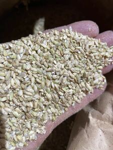  limitation ^_^. peace 5 year production Koshihikari .. rice . rice 20kg bird feed for .. small bead rice quick