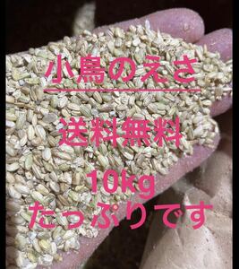 限定　^_^ 令和5年度産　コシヒカリ　くず米　砕米　10kg 鳥エサ用　えさ　小粒米q