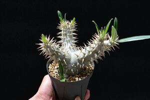 29.【強棘】種から7年パキポディウムホロンベンセ実生苗　検索)Pachypodium 多肉植物 塊根植物 