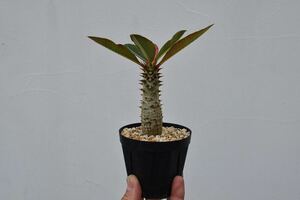 パキポディウムバロニー　検索)グラキリス Pachypodium ウィンゾリー塊根植物 
