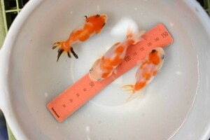 当養魚場産　桜錦　3尾　　サイズ7～8㎝　NO4