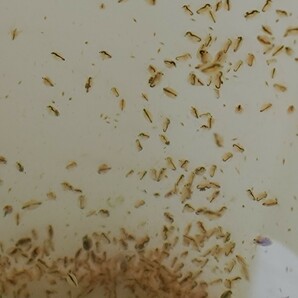 オオミジンコ 300匹繁殖させて メダカ 熱帯魚 金魚 錦鯉 らんちゅう ディスカス ベタ グッピー ウーパールーパー の餌に 繁殖方法付 月の画像6