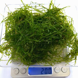  Willow Moss 20g производство яйцо пол биотоп me Dakar золотая рыбка тропическая рыба bee shrimp пресноводная креветка u-pa- LOOPER Tetra Guppy вьюн .. дом 