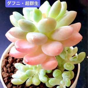 新入荷★韓国苗★ダフニ・超群生★レア種★可愛い紅葉大苗★超美苗★多肉植物★エケベリア