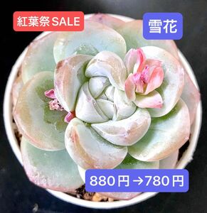 紅葉祭SALE★新入荷★韓国苗★雪花★可愛い紅葉超美苗★多肉植物★エケベリア