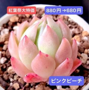 紅葉祭SALE★新入荷★韓国苗★ピンクピーチ★可愛い紅葉超美苗★多肉植物★エケベリア