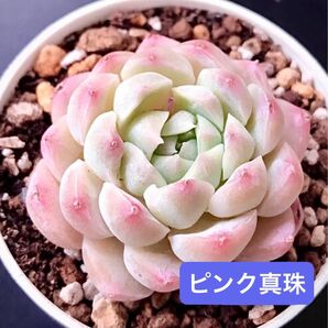 新入荷★韓国苗★ピンク真珠★可愛い紅葉大苗★超美苗★多肉植物★エケベリア