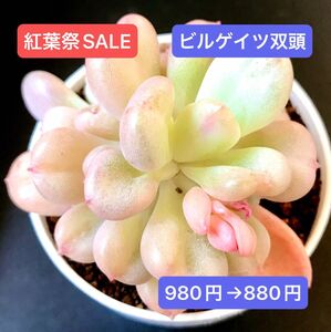 紅葉祭SALE★新入荷★韓国苗★ビルゲイツ双頭★可愛い紅葉超美苗★多肉植物★エケベリア