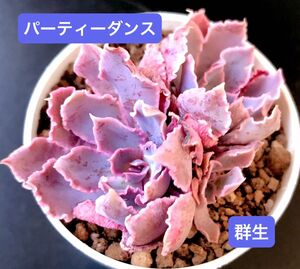 新入荷★韓国苗★パーティーダンス・群生★可愛い紅葉大苗★超美苗★多肉植物★エケベリア