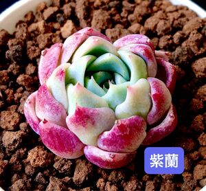 新入荷★韓国苗★紫蘭★可愛い紅葉超美苗★多肉植物★エケベリア