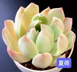 新入荷★韓国苗★夏荷★可愛い紅葉大苗★超美苗★多肉植物★エケベリア