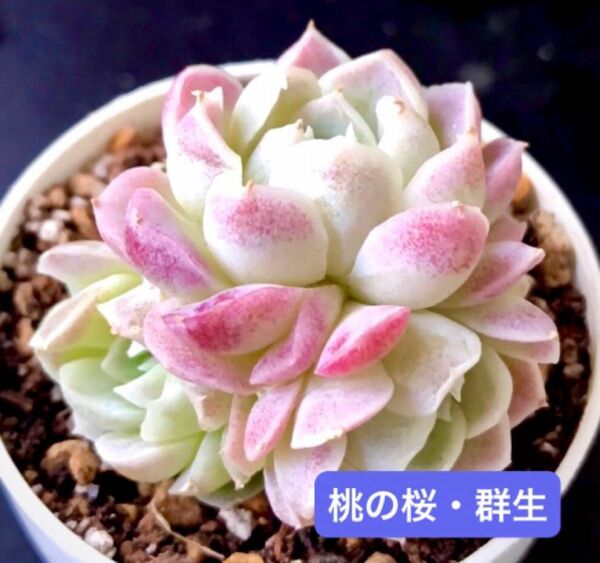 新入荷★韓国苗★桃の桜・群生★可愛い紅葉大苗★超美苗★多肉植物★エケベリア