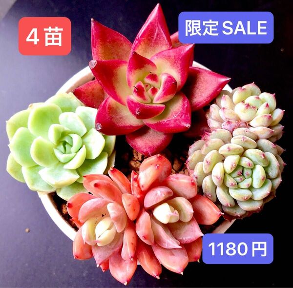 限定SALE★4苗セット★新入荷★韓国苗★ロビン、白月影、海月双頭、萌萌ボール双頭★可愛い紅葉美苗★多肉植物★エケベリア