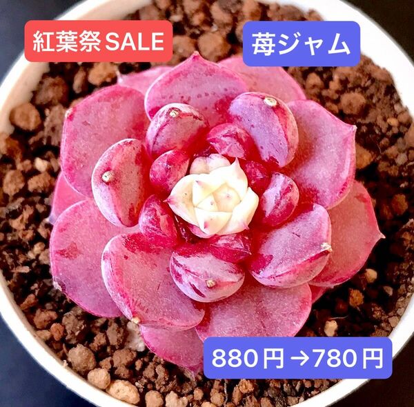 紅葉祭SALE★新入荷★韓国苗★苺ジャム★可愛い紅葉超美苗★多肉植物★エケベリア