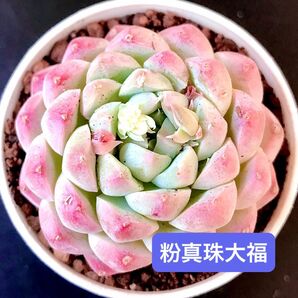 新入荷★韓国苗★粉真珠大福★可愛い紅葉大苗★超美苗★多肉植物★エケベリア