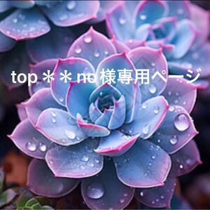 top＊＊no様専用★新入荷★韓国苗★純愛、粉真珠、パープル桜水晶、天使の心★可愛い紅葉大苗★超美苗★多肉植物★エケベリア