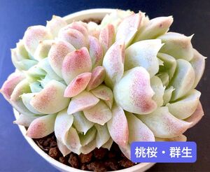 新入荷★韓国苗★桃桜・群生★可愛い紅葉大苗★超美苗★多肉植物★エケベリア