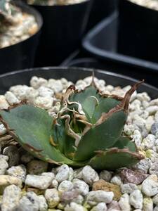 AGAVE TITANOTA ハデス　インフェルノ　子株