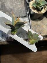 AGAVE TITANOTA 黒豹&メキシコ実生株_画像8