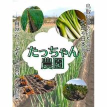 【訳あり】黄金里芋 女早生芋 宅急便コンパクト 1kg さといも サトイモ 山芋_画像10