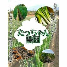 【常温】白ネギ 10kg~ Mサイズ(~1cm程度) 白ねぎ 長ねぎ B品_画像9