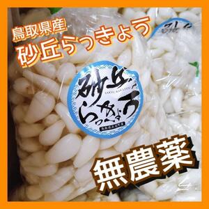 【無農薬】砂丘らっきょう 2kg 洗いらっきょう 鳥取 らっきょう らっきょ