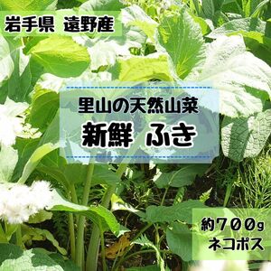 \\\\里山から農家直送//今が旬！山ふき 蕗 フキ 山菜 約700g