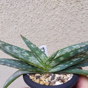 Aloe grisea アロエ グリセア