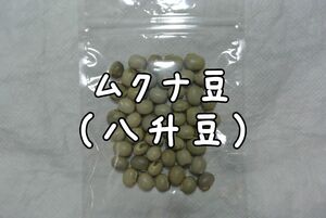 「岡山県倉敷市真備町産の完全無農薬高品質なムクナ豆」５０グラム ゆうパケットポストmini 送料無料