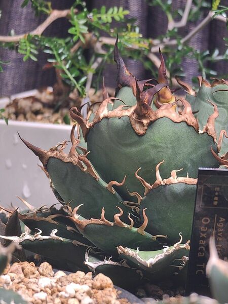 Agave Oaxaca oteroi オアハカオテロイ 子株です アガベ