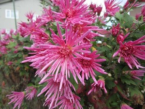食用菊　移植苗 こいピンク色の花(かきのもと)