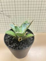 【1円スタート】titanota チタノタ アガベ Agave fo76 極上株 _画像5