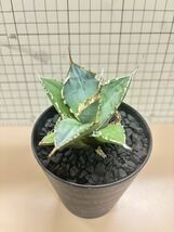 【1円スタート】titanota チタノタ アガベ Agave fo76 極上株 _画像3