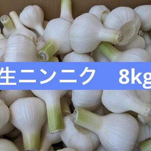 【毎朝厳選】生ニンニク　8kg 愛知県産