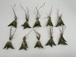 土犬楽園 多肉植物　【特選】　アガベ　agave titanota チタノタ『シーザー』　10株セート 3